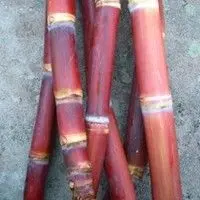 Cana de açúcar