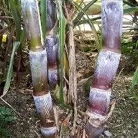 Cana de açúcar