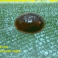 Cochonilha