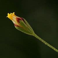 Azureta