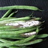 Podridão de esclerotinia / Mofo branco