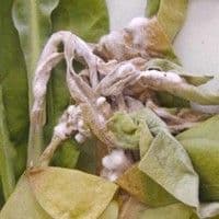Podridão de esclerotinia / Mofo branco