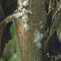 Podridão de esclerotinia / Mofo branco