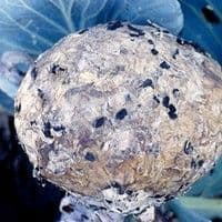 Podridão de esclerotinia