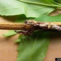Podridão de esclerotinia