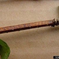 Podridão de esclerotinia