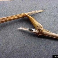 Podridão de esclerotinia