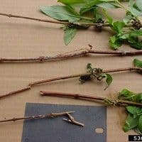 Podridão de esclerotinia