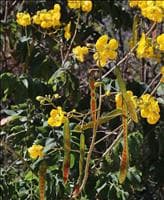 Canela-de-velho