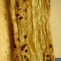 Septoriose