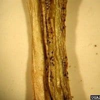 Septoriose