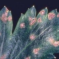 Septoriose