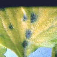 Septoriose