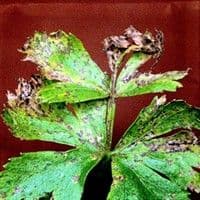 Septoriose