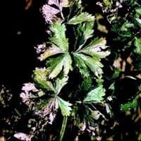 Septoriose
