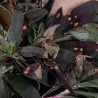 Septoriose