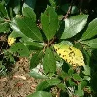 Septoriose