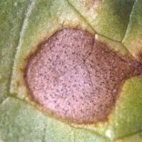 Septoriose