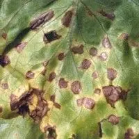 Septoriose