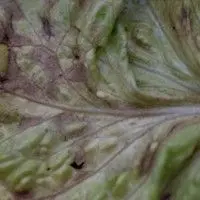 Septoriose