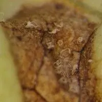 Septoriose