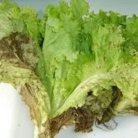 Septoriose