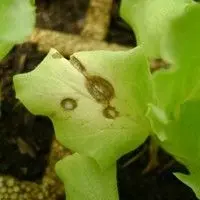 Septoriose