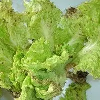 Septoriose