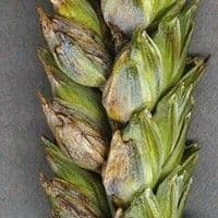 Mancha da gluma