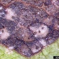 Septoriose