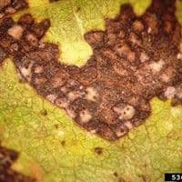 Septoriose