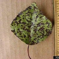 Septoriose
