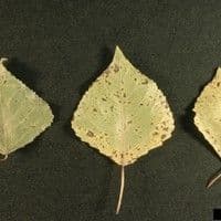 Septoriose