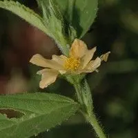 Guanxuma branca
