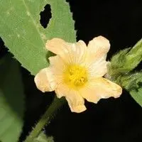 Guanxuma branca