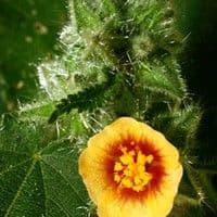 Guanxuma dourada