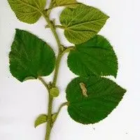 Guanxuma