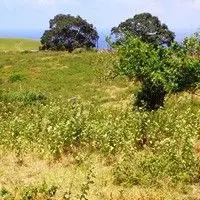 Guanxuma