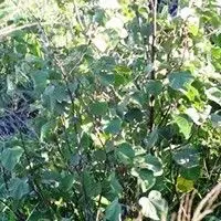 Guanxuma