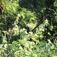 Guanxuma