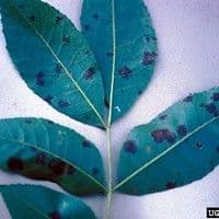 Cercosporiose