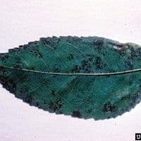Cercosporiose