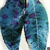 Cercosporiose