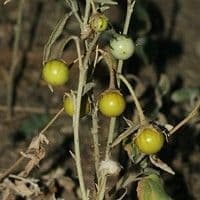 Cajussara