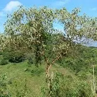 Lobeira