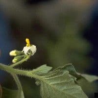 Cajussara
