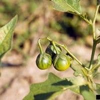 Cajussara