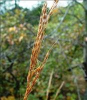 Capim-maçambará-mirim