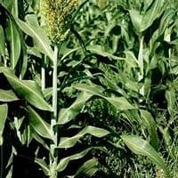 Sorgo