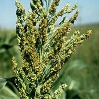 Sorgo